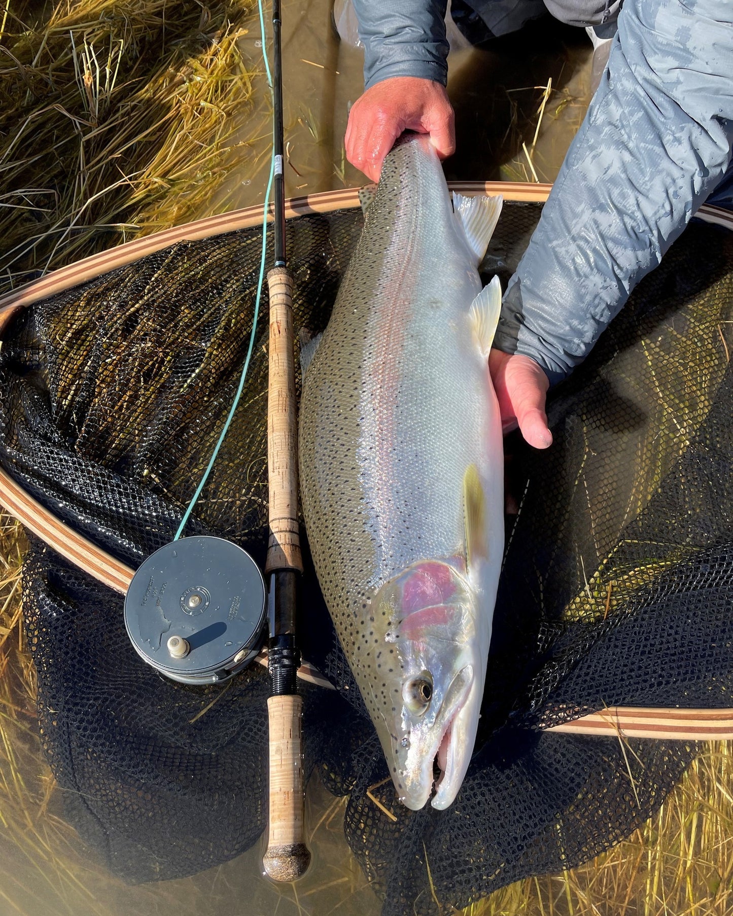 Person holding a Steelhead fish next to a spey seetup fishing rod and net on a grassy bank