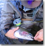 Deschutes River, Oregon  Steelhead Fly Fishing 