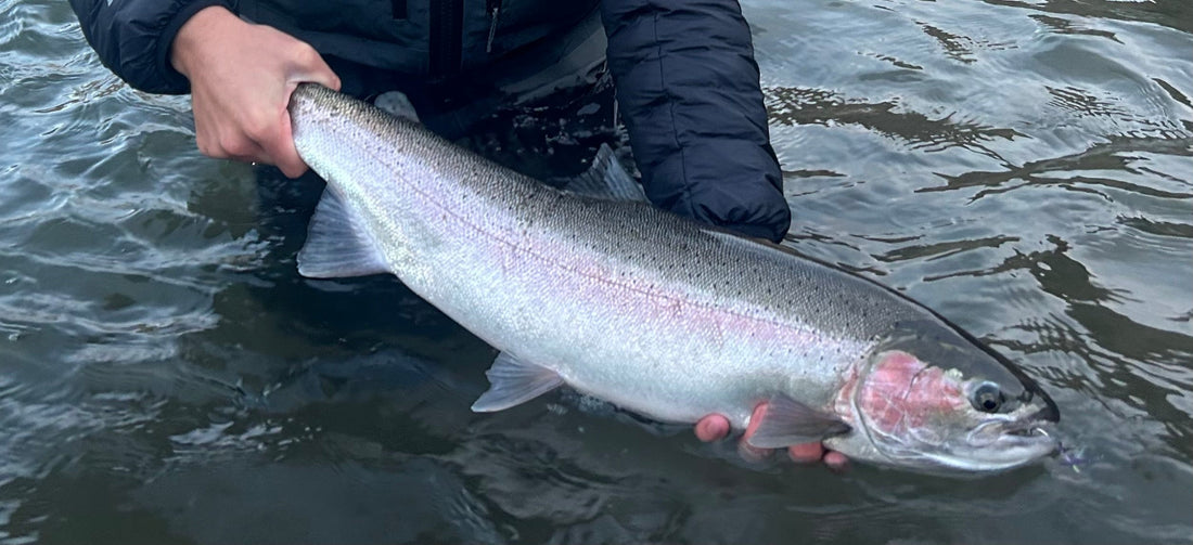 Tactics for Early Summer Steelhead