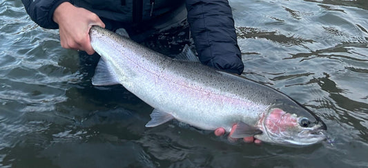 Tactics for Early Summer Steelhead