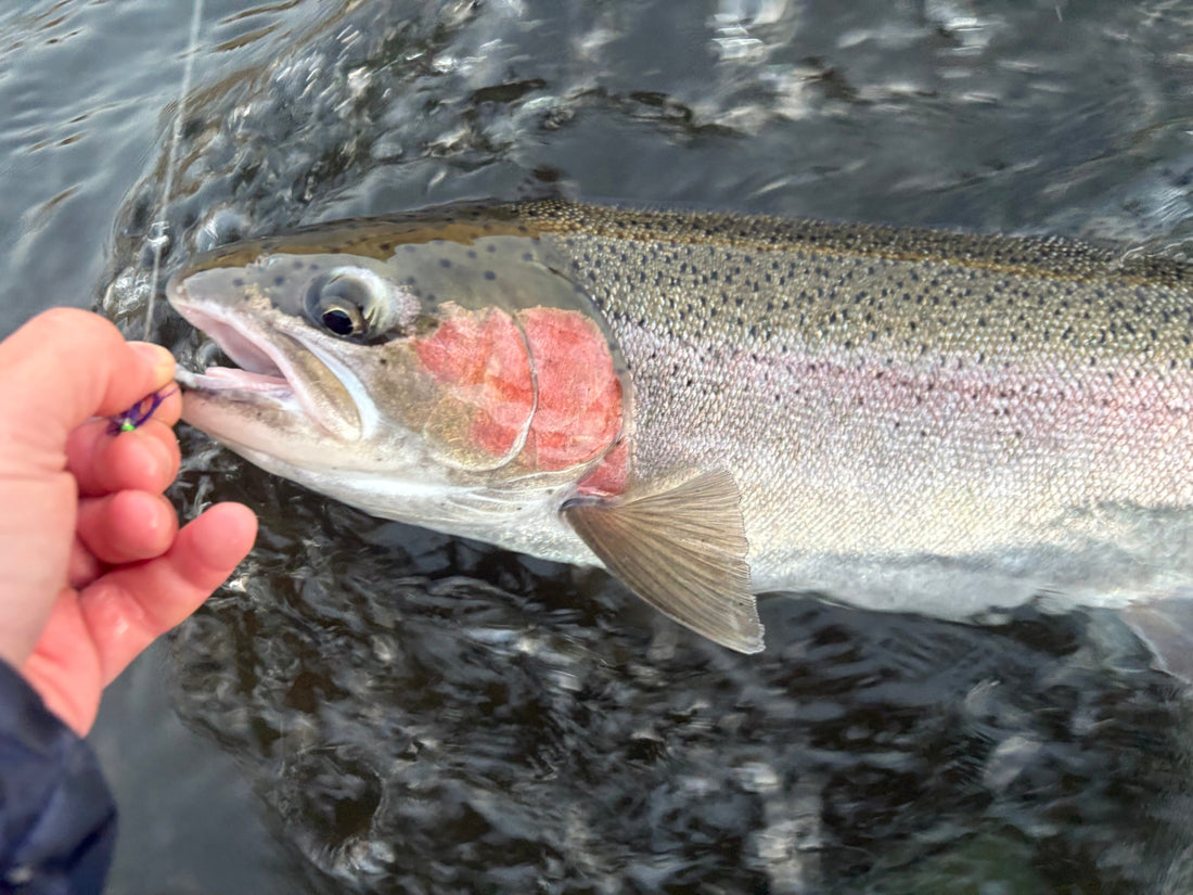 Early Summer Steelhead 